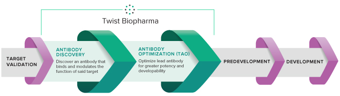 antibody-development-workflow.png